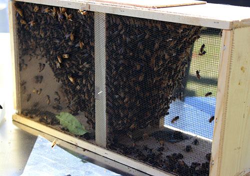 The bee colonies came in groups of 10,000 bees.