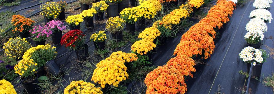 The annual Fall Plant Sale offers mums, pansies and other fall decor.