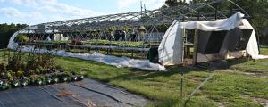 Greenhouse damage